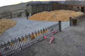 村民讲述黑龙江一老虎伤人细节：伤者牛圈外被扑倒，牛也被咬图片