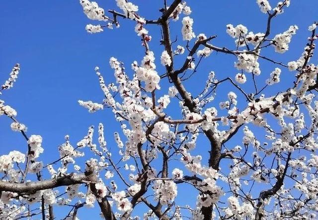 一城春色半城花！济南九大公园藏着这些爆款花景