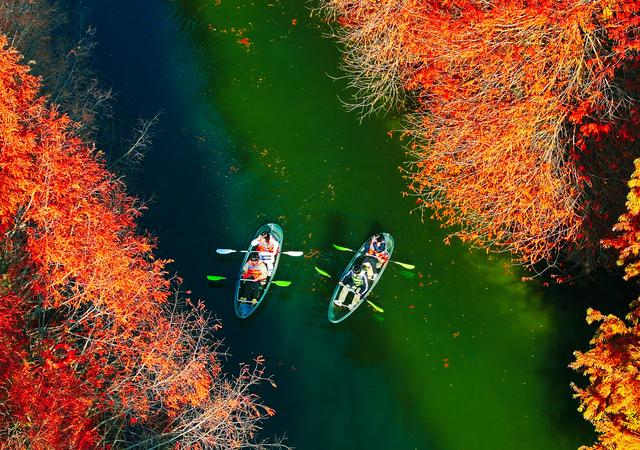 江苏苏州:七彩杉林醉游人