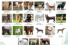 江西南昌倡导“文明养犬”：严查流浪犬、烈性犬图片