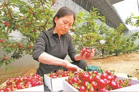 樱桃红 采摘忙图片