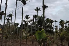 海南槟榔种植户灾后收成两极分化：有的收入上百万，有的仅收几百元图片