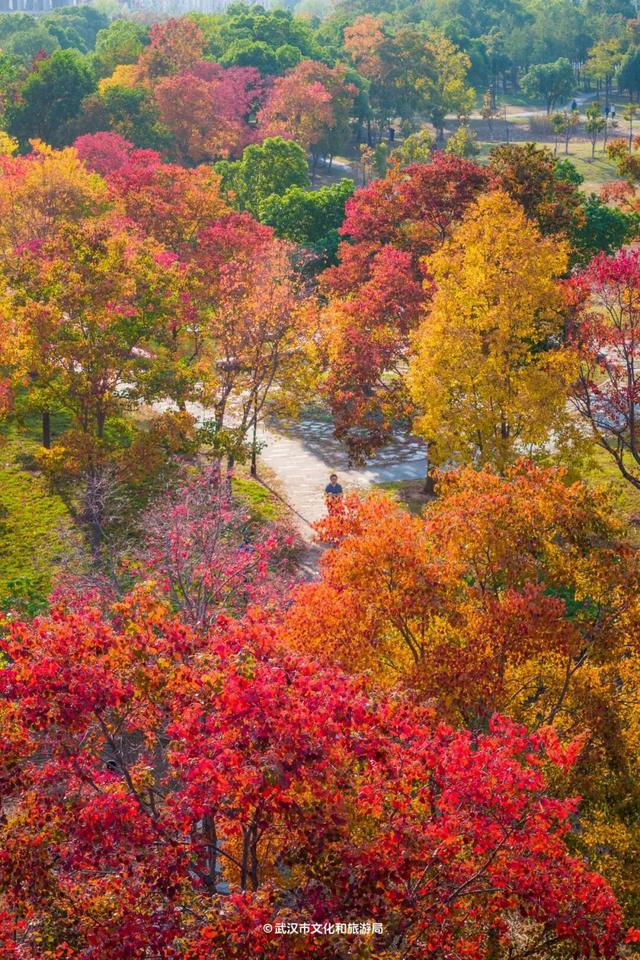 实况！武汉彩叶季来了，这些地方最出片