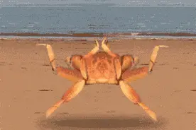 哇！洪湖螃蟹出国啦！图片