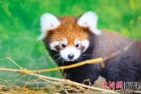 厦门灵玲动物王国成功繁育罕见小熊猫三胞胎图片