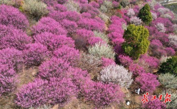 最新公园赏梅地图发布，武汉116座公园可赏梅花