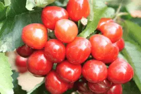 樱~桃~熟~了~图片