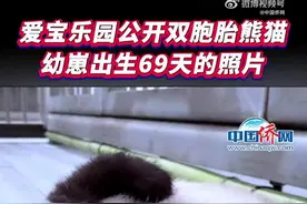萌化了！爱宝乐园公布双胞胎熊猫幼崽最新照片图片