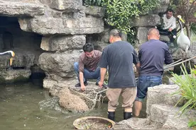 在逃卡皮巴拉位置已经锁定 悬赏奖励增加图片