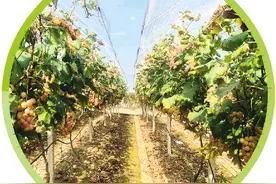 “阳光玫瑰”价格大跌，“妮娜皇后”开始“上位”！“皇后”比“玫瑰”强在哪？图片