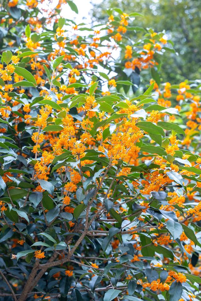 龟山公园“桂开二度”，满山香氛再“返场”