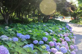 组图|临沂市正直汽车主题公园绣球花盛放图片