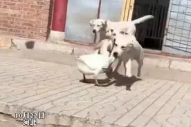 狗狗以多欺少撞飞大鹅 大鹅：这个仇今天必须报图片