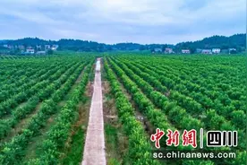 安岳柠檬：出口再创新高 “三品”建设显成效图片