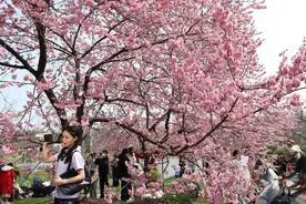 2025武汉东湖樱花季正式启动，最全攻略来了图片