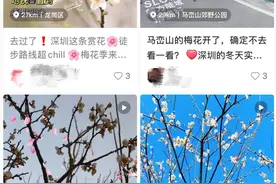 深圳今冬第一波白梅绽放！赏梅攻略来了→图片