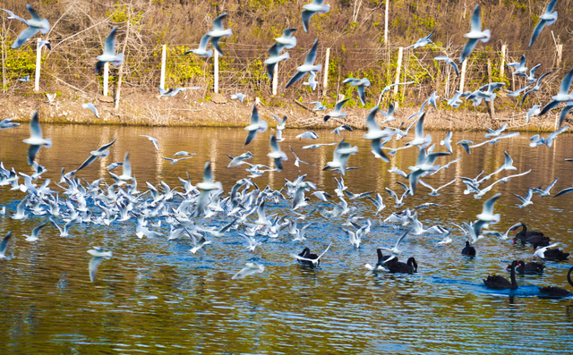 977～冬季来南阳看海鸥吧～对19地居民免门票!