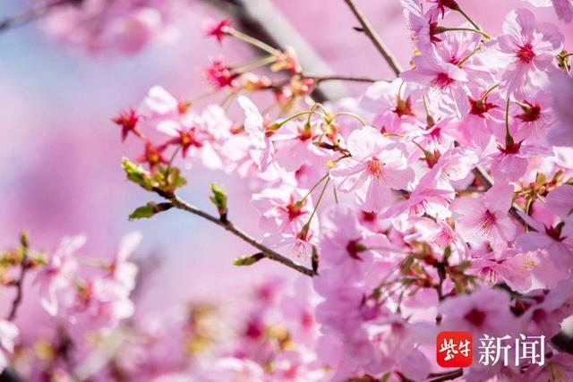 南京樱花正进入最佳观赏期，七大赏樱宝藏地等你赴约