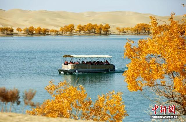 新疆南部“大漠胡杨”吸引游客