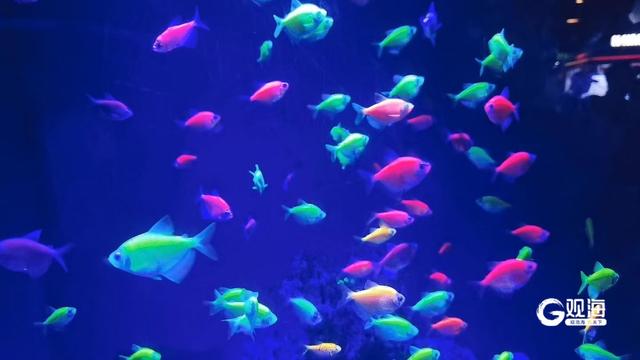日夜游海底，精彩各不同！青岛海底世界打造海洋盛宴