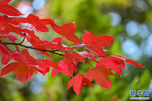 昆明：火红枫叶勾勒诗意公园
