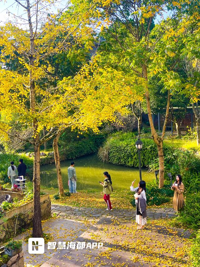 福州鼓岭银杏迎 “颜值巅峰”，秋日仪式感拉满