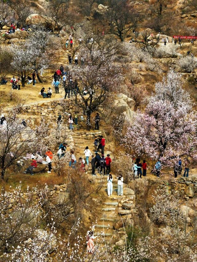 车辆只出不进！大旺村赏花紧急通知