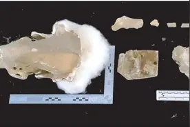 秦岭发现20万年前的大熊猫头骨图片