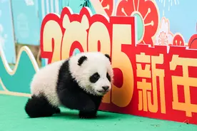 川观夜读丨2024年新生大熊猫幼崽亮相贺新春；“汽车充电宝”落户北京高速服务区；美洛杉矶地区发生新的山火图片