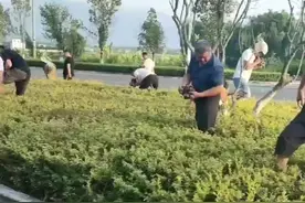 美好生活在云南｜盈江：绿化带里长出牛肝菌图片