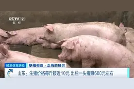 每斤近10元！生猪价格明显回升，养殖户出栏一头猪赚600元图片