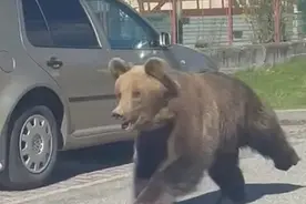国外一头棕熊冲进城镇致五人受伤图片