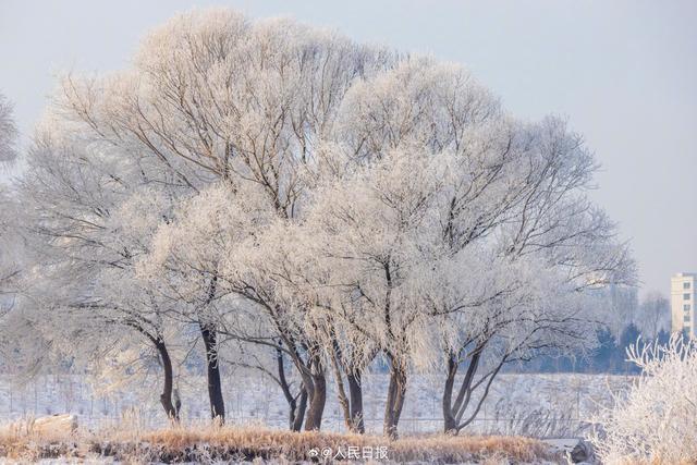 冬日画卷！吉林绝美雾凇上线