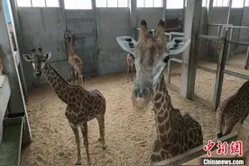 地暖空调齐上阵 非洲长颈鹿浙江湖州花式过冬图片
