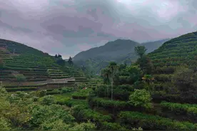 潮州市30个镇、茶区纳入地理标志产品保护范围图片