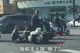 主人带萨摩耶骑车翻车，耶耶对着交警疯狂“诉苦”图片