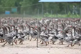 六安霍邱：20亿元大产业，“肝”出来！图片