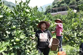 答好五问促增收丨种好柑橘致富树 守牢防返贫底线图片