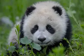 我国旗舰物种种群数量持续增长，大熊猫野外种群增至近1900只图片