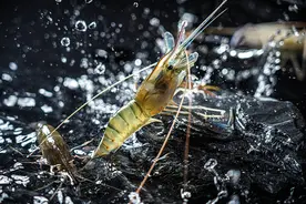 蓝媒热评｜“弯转”与转弯图片