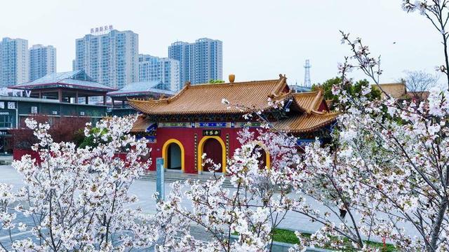 美翻了！天门最美樱花大道浪漫上线