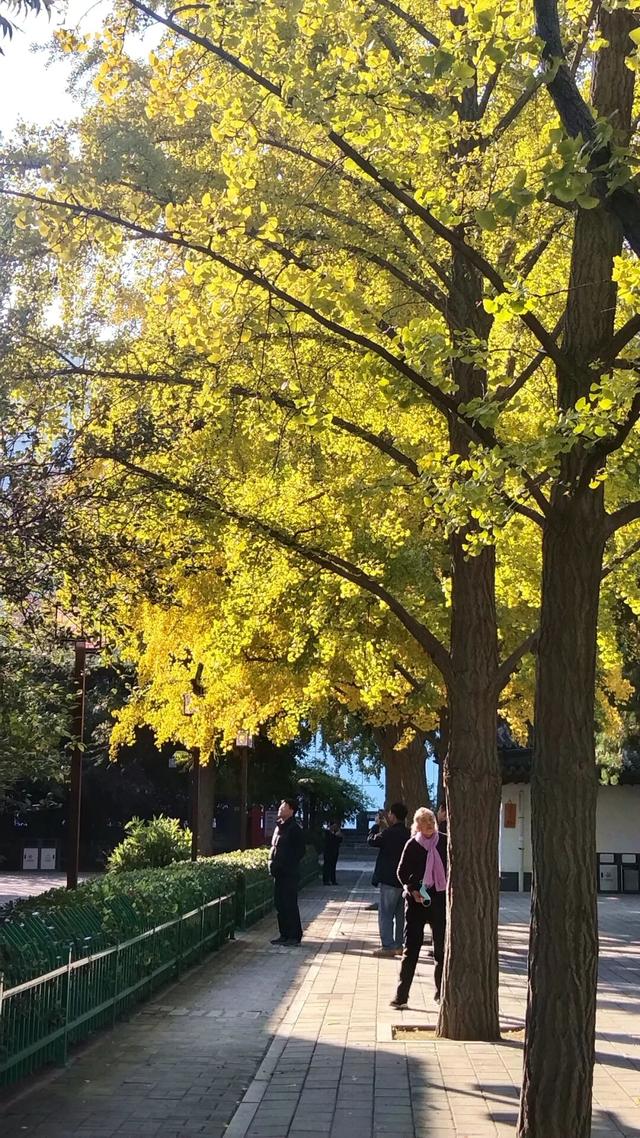 济宁冬季赏叶天花板，错过等一年的绝美景色