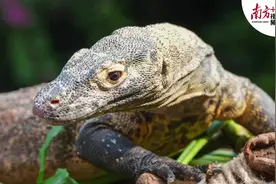 广东首展！在广州可以看到科莫多巨蜥了图片