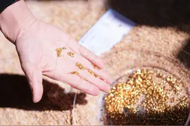 文娱新论 | 浙江人的稻米文章图片