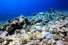 黄岩岛海域生态环境首次全面体检有哪些发现？图片