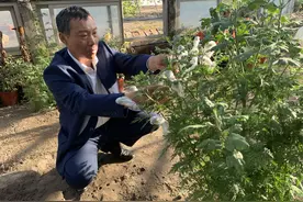 天坛公园新晋“劳模”：五一嫁接菊花最紧迫图片