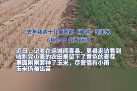 高温干旱“烤”验下的“晋南粮仓”：有村民为节水上网学喷灌，农户盼“引黄”工程早日通水图片