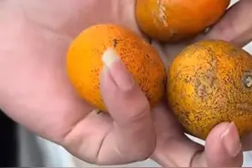 货车司机拉橘子不能走“绿通”？高速公司回应：橘子不新鲜，不符合“绿通”要求图片