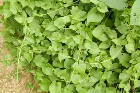 警惕！路边这些小花可能是“植物杀手”，发现请及时报告图片