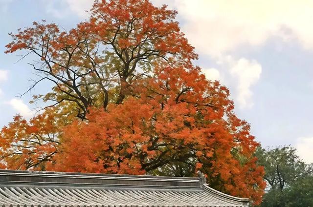 人少景美！北京这些古刹红叶正在最佳观赏期！